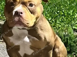 4 YEAR OLD FEMALE