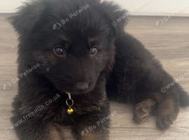 German Shepard puppy male