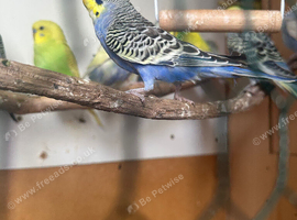 Lovely rainbow male budgie