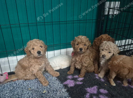 Mini goldendoodles for sale