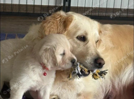 Golden puppies READY FOR THEIR HOMES