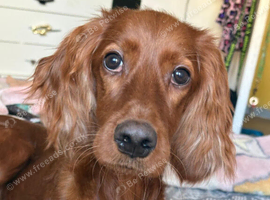 Female red setter