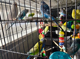 Lots of different coloured budgies for sale