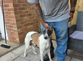 Lovely male lurcher for sale