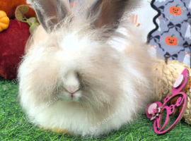 Angora x Lionhead Doe.
