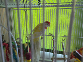 Male redrump