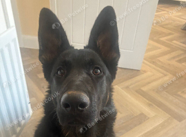 6 month german shepherd