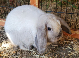Sallader mini lop baby girl ready now