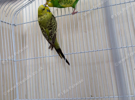 For sale: Lovebirds in excellent health and with beautiful colors."
