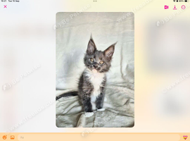 TICA reg, gorgeous kittens