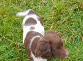 Gorgeous English Springer Spaniel Puppies