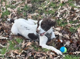English springer spaniel