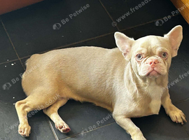 The sweetest, gentlest little Frenchie cross girl who would make the perfect companion.
