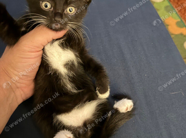 5 kittens