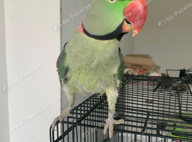 Tamed Alexandrine Parrot
