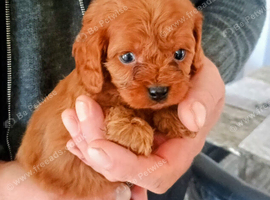 Cavapoo Puppies Red ️!!!.