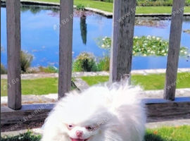Beautiful Pomeranian girl