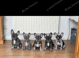 French bulldogs