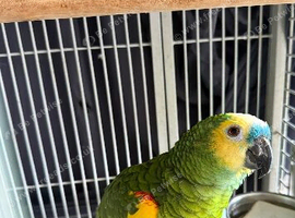 Male blue fronted Amazon