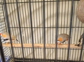 Zebra finches for sale