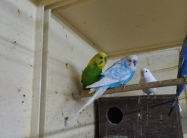 Breeding pairs of budgies