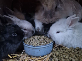 6 lionhead x lopear rabbits for sale