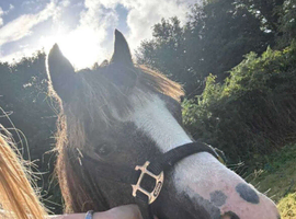 Welsh pony for sale