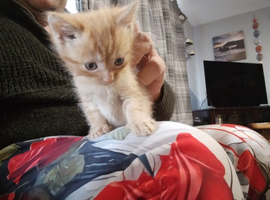2 Ginger male kittens