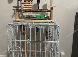 Friendly bonded pair of cockatiels - with cage included in Northampton