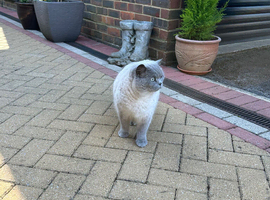 Cat for rehome