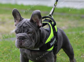 Lilac testable fluffy frenchie French bulldog stud