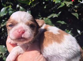 Shih Tzu girls for sale