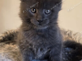 Maine coon pedigree kittens