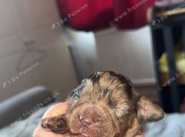 F1B Cockapoo puppies for sale