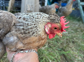 5 cream legbar chicken laying