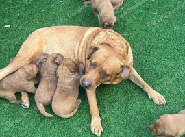Cockerdor puppies