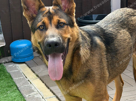 German shepherd