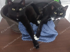 Female and male cats
