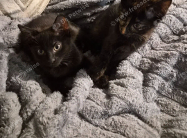 Two Beautiful Mixed-Bengal Girls - &pound;250 FOR THE PAIR