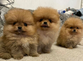 pomeranian Puppy Dogs