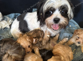 Gorgeous shihpoo pups