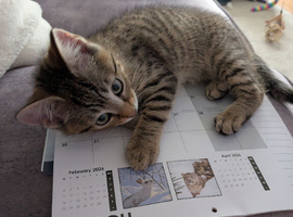 Beautiful playful striped little boy