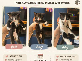 tuxedo kittens
