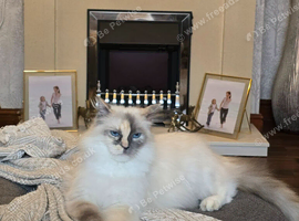 Flame point ragdoll kittens
