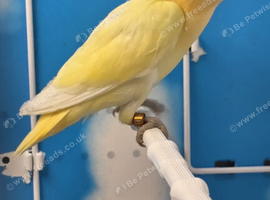Only Female Lovebirds age 4 to 6 Months