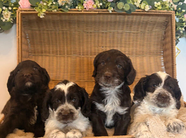 Cockapoo Puppies