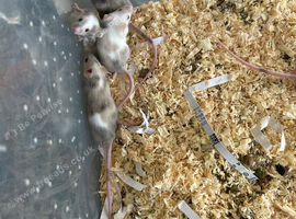 Fancy mice babys - Ready Now