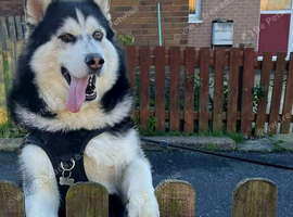 Alaskan Malamute