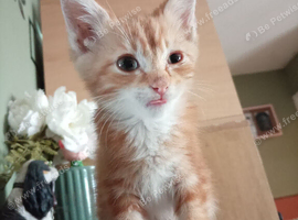 Little ginger tabby/doll face persian