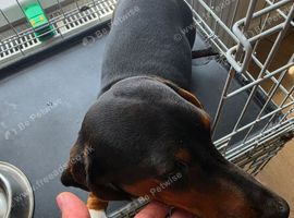 Boy daschund